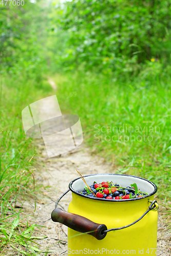 Image of crop of bilberries and wild strawberries on the forest path