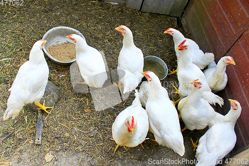 Image of Hens in the poultry-yard