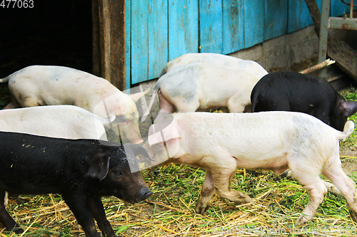 Image of piglets on a farm