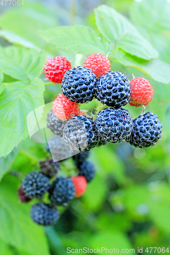 Image of black raspberry on the bush