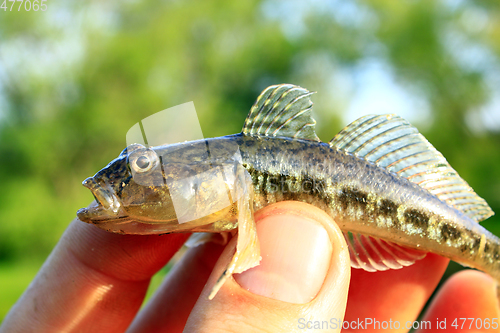 Image of Gobio gobio in the hand