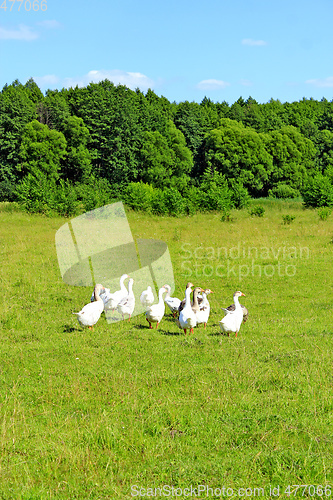 Image of flight of white geese on the meadow