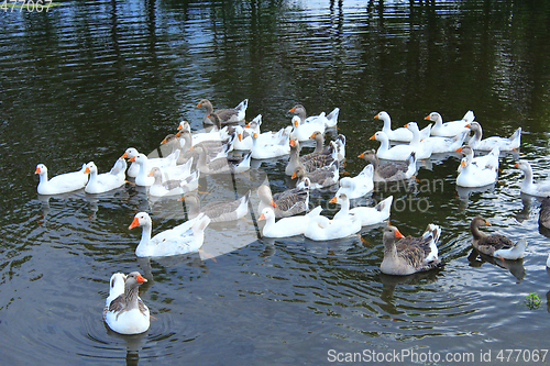 Image of hatch of white geese swimming on the water