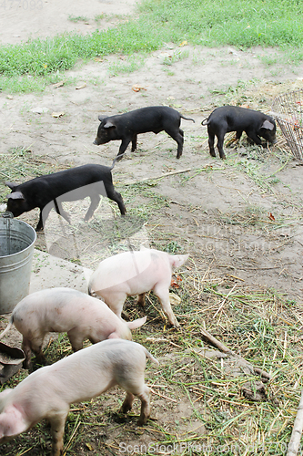 Image of piglets run jolly on a farm