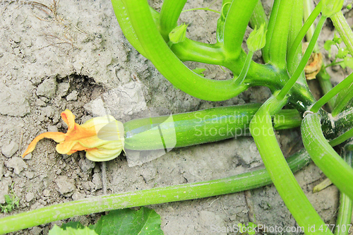 Image of unripe zucchini in the garden