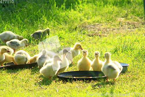 Image of brood of goslings on the grass