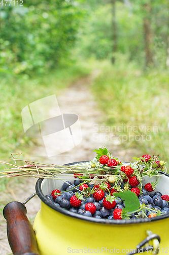 Image of crop of bilberries and wild strawberries on the forest path