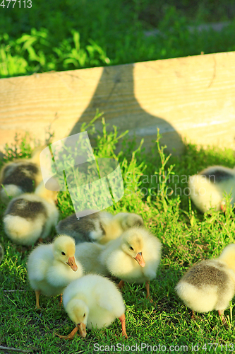 Image of shadow of goose that guards its goslings