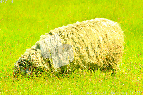 Image of sheep grazing on the grass