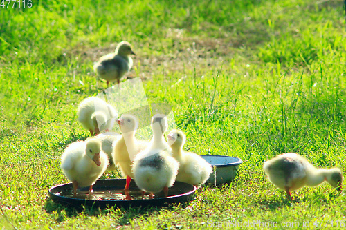 Image of brood of goslings on the grass