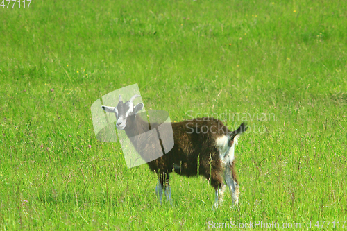 Image of goat on the pasture