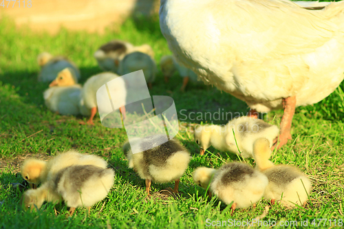 Image of young goslings with goose