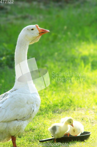 Image of young goslings with goose