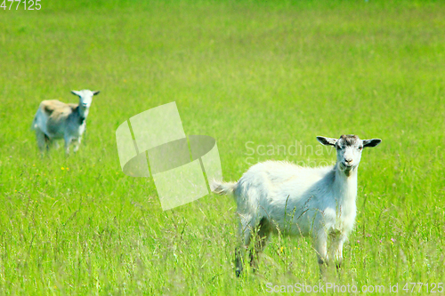 Image of goats on the pasture