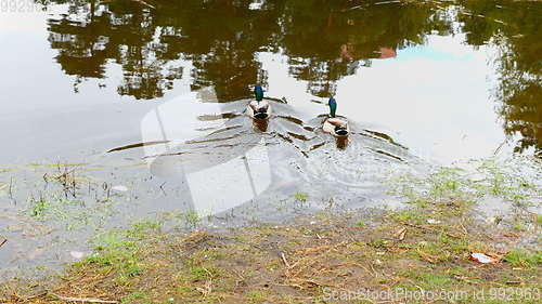 Image of Ducks on walk floating in the pond water.