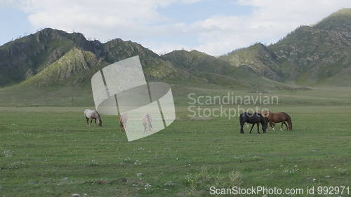 Image of Horses with foals grazing in a pasture in the Altai Mountains