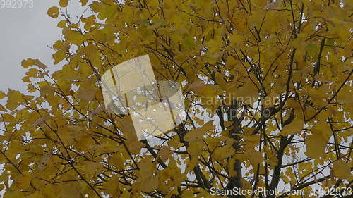 Image of Autumn leaves falling, natural landscape