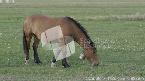 Image of Horses grazing in a pasture in the Altai Mountains