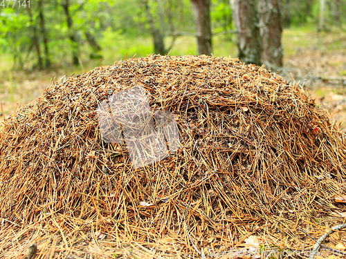 Image of big ant hill in the forest