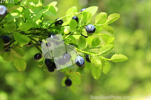 Image of berries of bilberry in the forest