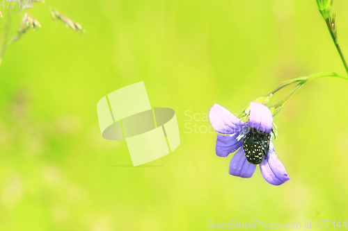 Image of beetle in flower of Campanula patula