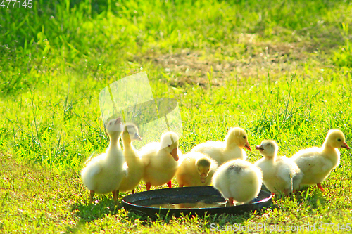 Image of young goslings drink water from plate on the grass