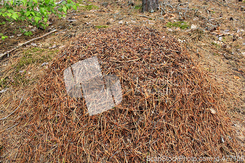 Image of big ant hill in the forest