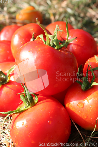 Image of rich crop of red tomatoes