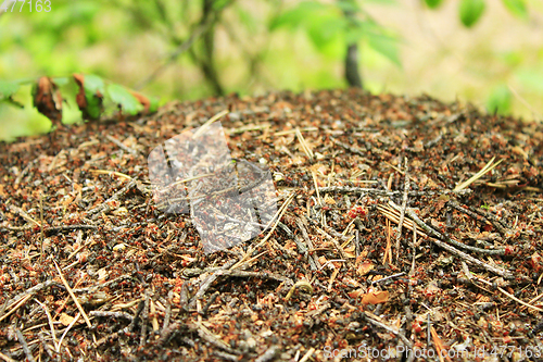 Image of big ant hill in the forest