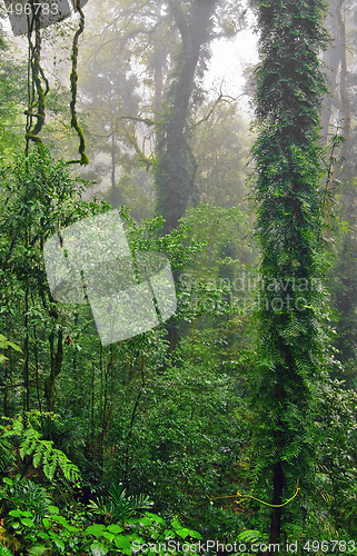 Image of rain forest