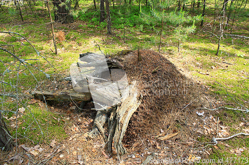 Image of big ant hill and stump in the forest