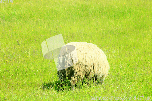 Image of sheep grazing on the grass