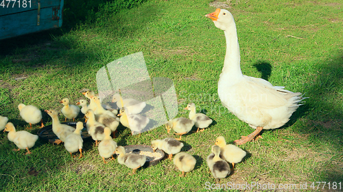 Image of goslings with goose on the grass