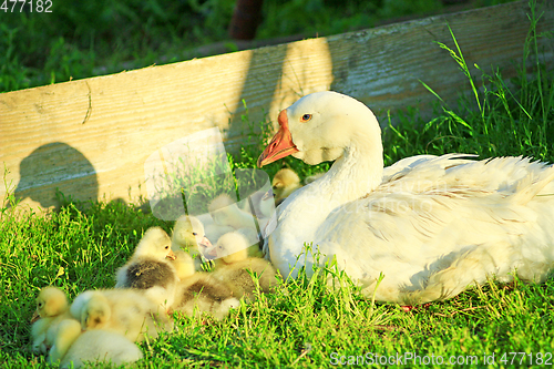 Image of goose with its goslings on the grass