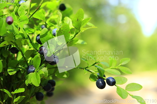 Image of tuft of bilberry in the forest
