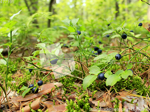 Image of bilberry in the forest