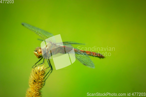 Image of dragonfly sitting on the plant