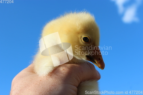 Image of yellow gosling in the hand on the blue sky