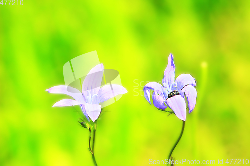 Image of a pair of beautiful flowers of Campanula patula