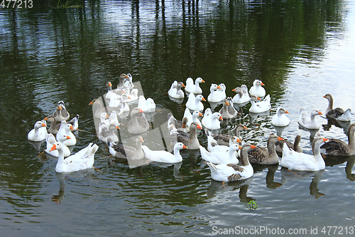 Image of flight of domestic geese swimming on the river