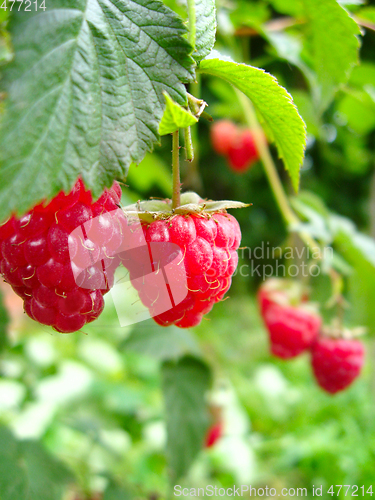 Image of red berries of raspberry