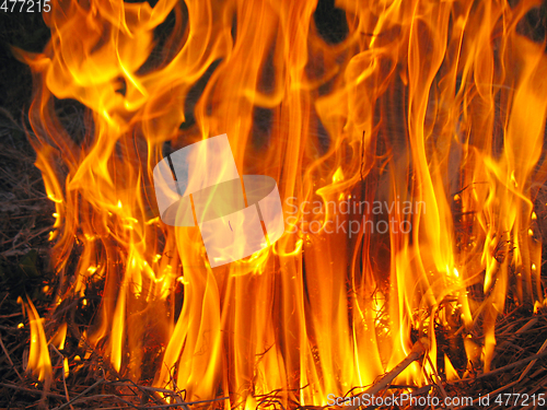 Image of flame in the forast