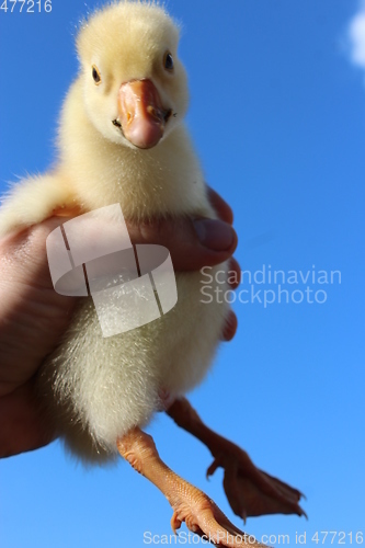 Image of yellow gosling in the hand