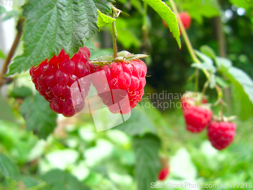 Image of red berries of raspberry