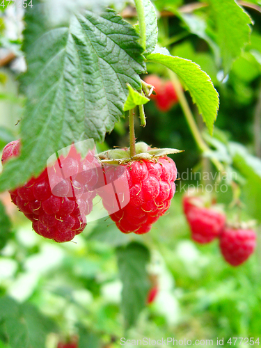 Image of the red  berries of raspberry