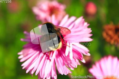Image of bumblebee sits on the aster