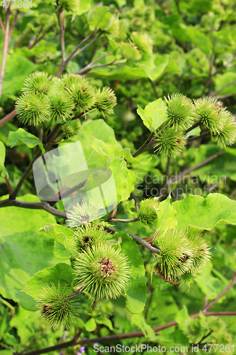 Image of Pink flowers, fruits of burdock, agrimony in summer