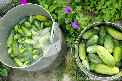 Image of Cucumbers prepared for preservation