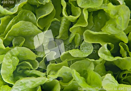 Image of lettuce background
