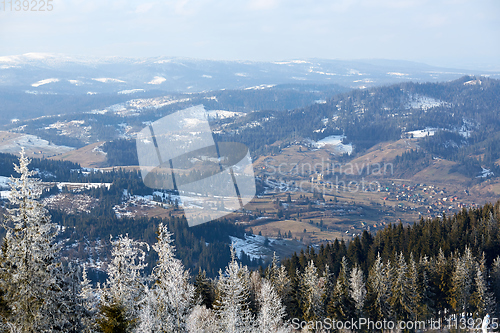 Image of Majestic white spruces glowing by sunlight. Picturesque and gorgeous wintry scene. Location place Carpathian national park, Ukraine, Europe. Alps ski resort. Blue toning. Happy New Year Beauty world.